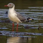 Gray-headed Gull